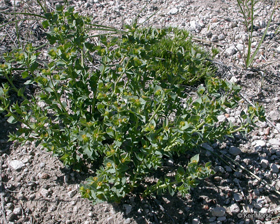 Image de Euphorbia brachycera Engelm.