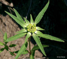 Слика од Euphorbia davidii Subils