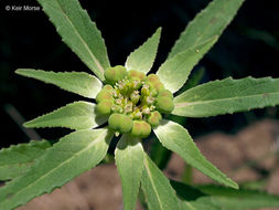 Слика од Euphorbia davidii Subils