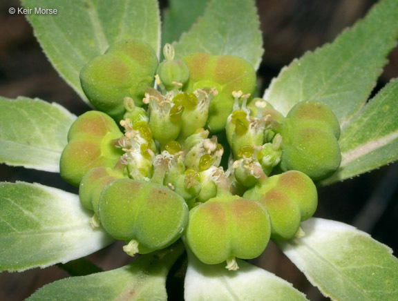 Слика од Euphorbia davidii Subils