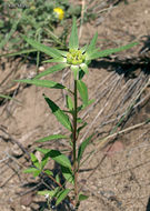 Слика од Euphorbia davidii Subils