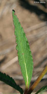 Слика од Euphorbia davidii Subils