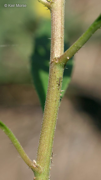 Слика од Euphorbia davidii Subils