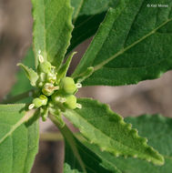 Слика од Euphorbia davidii Subils