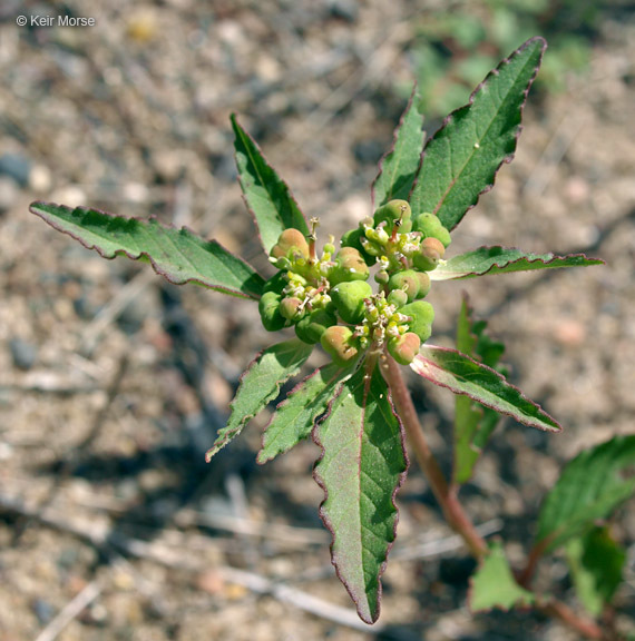 Слика од Euphorbia davidii Subils