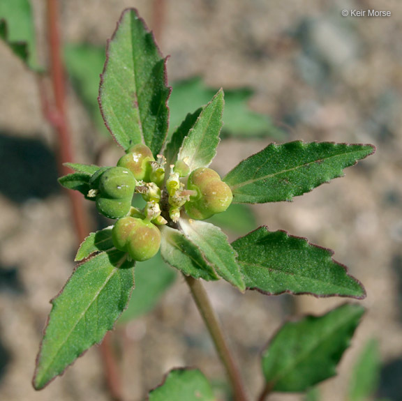 Слика од Euphorbia davidii Subils