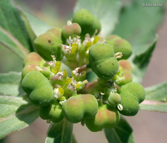 Слика од Euphorbia davidii Subils