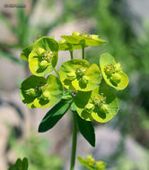 Image of leafy spurge