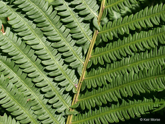 Plancia ëd Matteuccia struthiopteris var. pensylvanica (Willd.) Morton