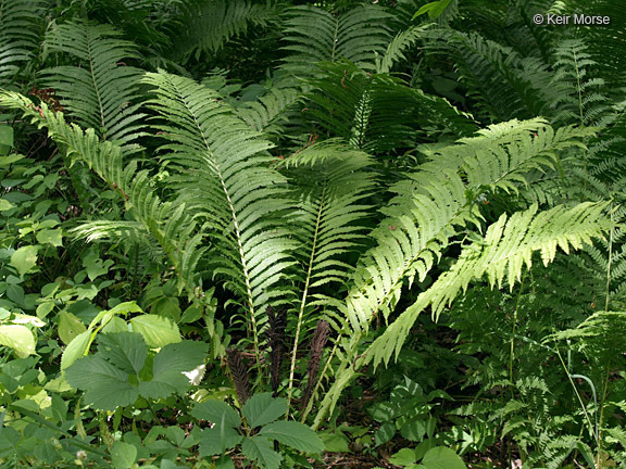 Plancia ëd Matteuccia struthiopteris var. pensylvanica (Willd.) Morton