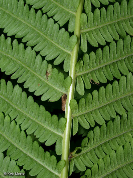 Image of Matteuccia struthiopteris var. pensylvanica (Willd.) Morton