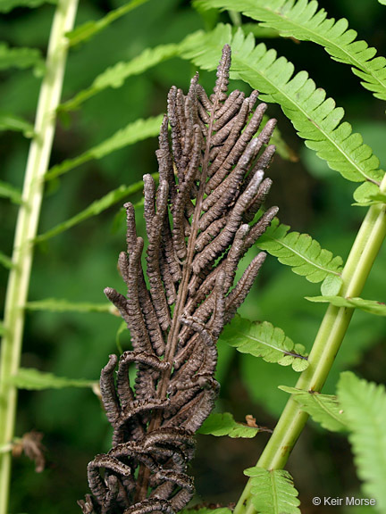 Image de Matteuccia struthiopteris var. pensylvanica (Willd.) Morton