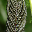 Image of Matteuccia struthiopteris var. pensylvanica (Willd.) Morton