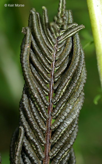 Plancia ëd Matteuccia struthiopteris var. pensylvanica (Willd.) Morton