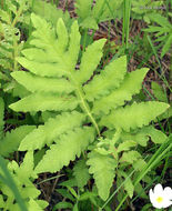 Image of sensitive fern