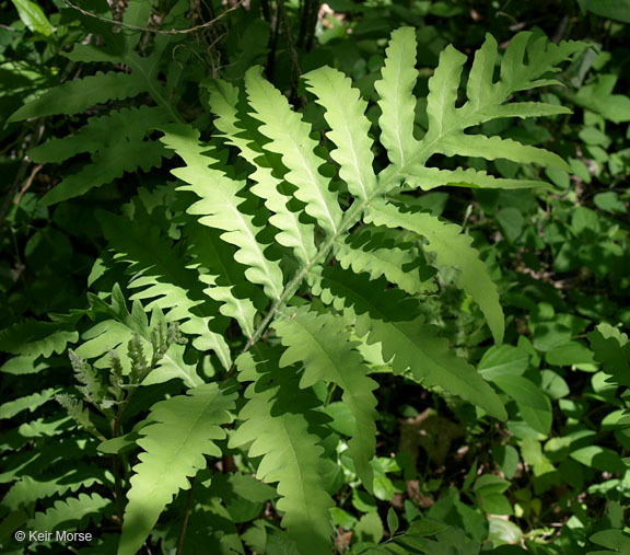 Image of sensitive fern