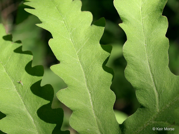 Image of sensitive fern