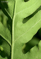 Image of sensitive fern