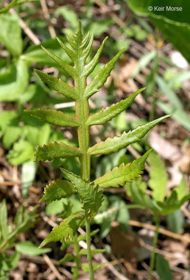 Image of sensitive fern