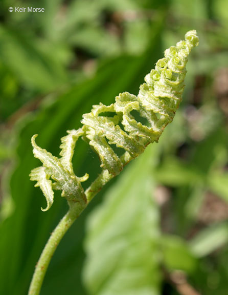 Image of sensitive fern