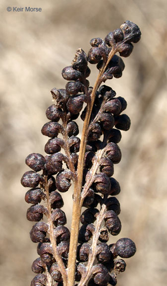 Слика од Onoclea sensibilis L.