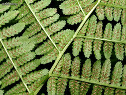 Image of <i>Athyrium filix-femina</i> var. <i>angustum</i>