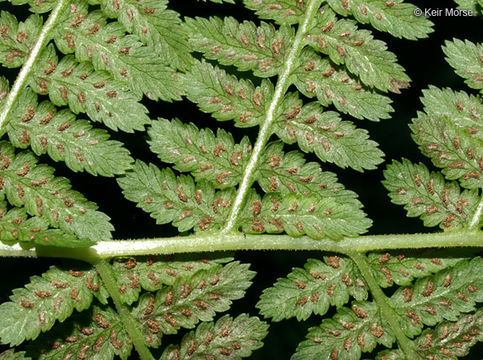 Image of <i>Athyrium filix-femina</i> var. <i>angustum</i>