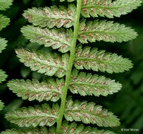 Image of <i>Athyrium filix-femina</i> var. <i>angustum</i>