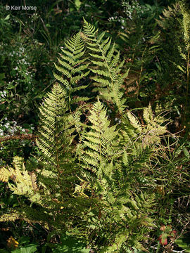 Image of <i>Athyrium filix-femina</i> var. <i>angustum</i>