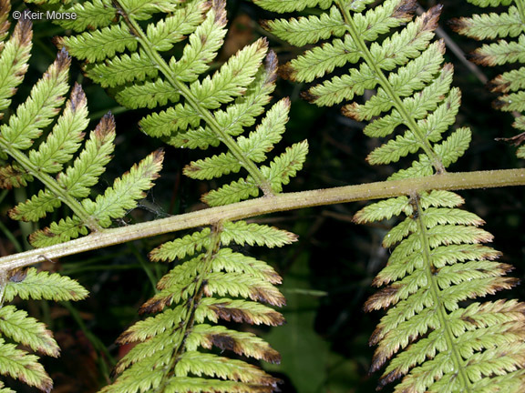 Image of <i>Athyrium filix-femina</i> var. <i>angustum</i>