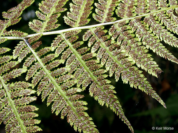 Image of <i>Athyrium filix-femina</i> var. <i>angustum</i>