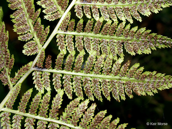 Image of <i>Athyrium filix-femina</i> var. <i>angustum</i>