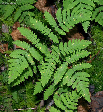 Слика од Gymnocarpium dryopteris (L.) Newm.