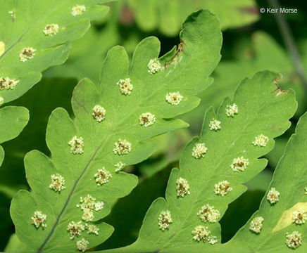 Image of Common Fern