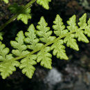 Image de Woodsiaceae