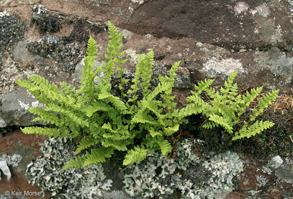 Image of rusty woodsia