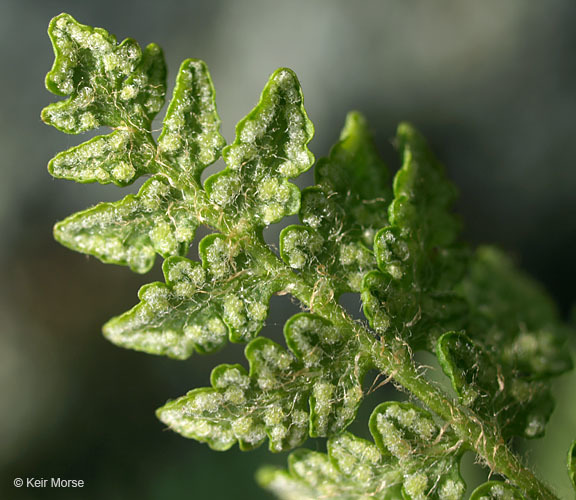 Image of rusty woodsia