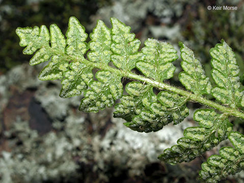 Image of rusty woodsia