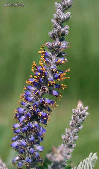 Image de Amorpha canescens Pursh