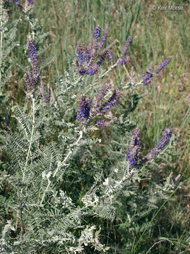 Image of leadplant