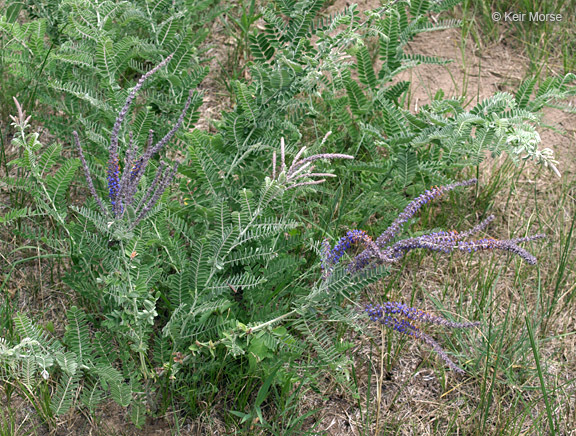 Image of leadplant