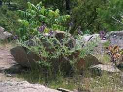 Image of leadplant