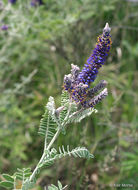 Image de Amorpha canescens Pursh