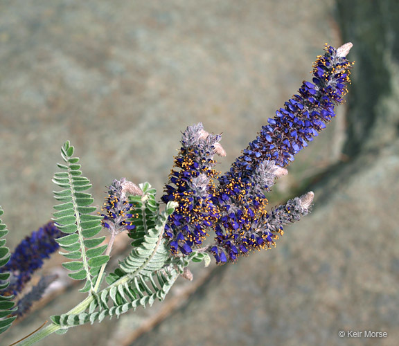 Image de Amorpha canescens Pursh