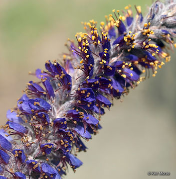 Imagem de Amorpha canescens Pursh