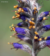 Image of leadplant