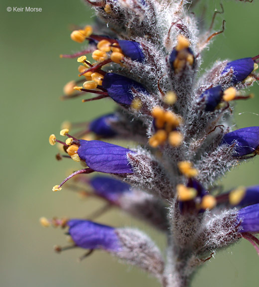 Image de Amorpha canescens Pursh