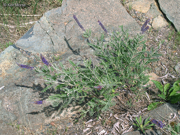 Image of leadplant