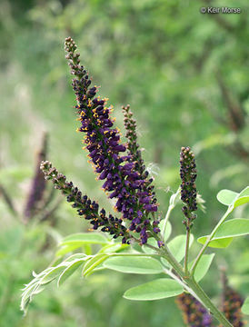 Imagem de Amorpha fruticosa L.