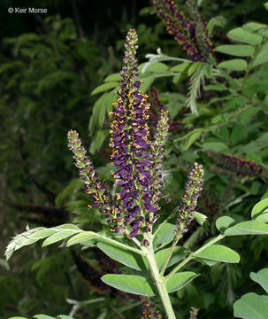 Imagem de Amorpha fruticosa L.